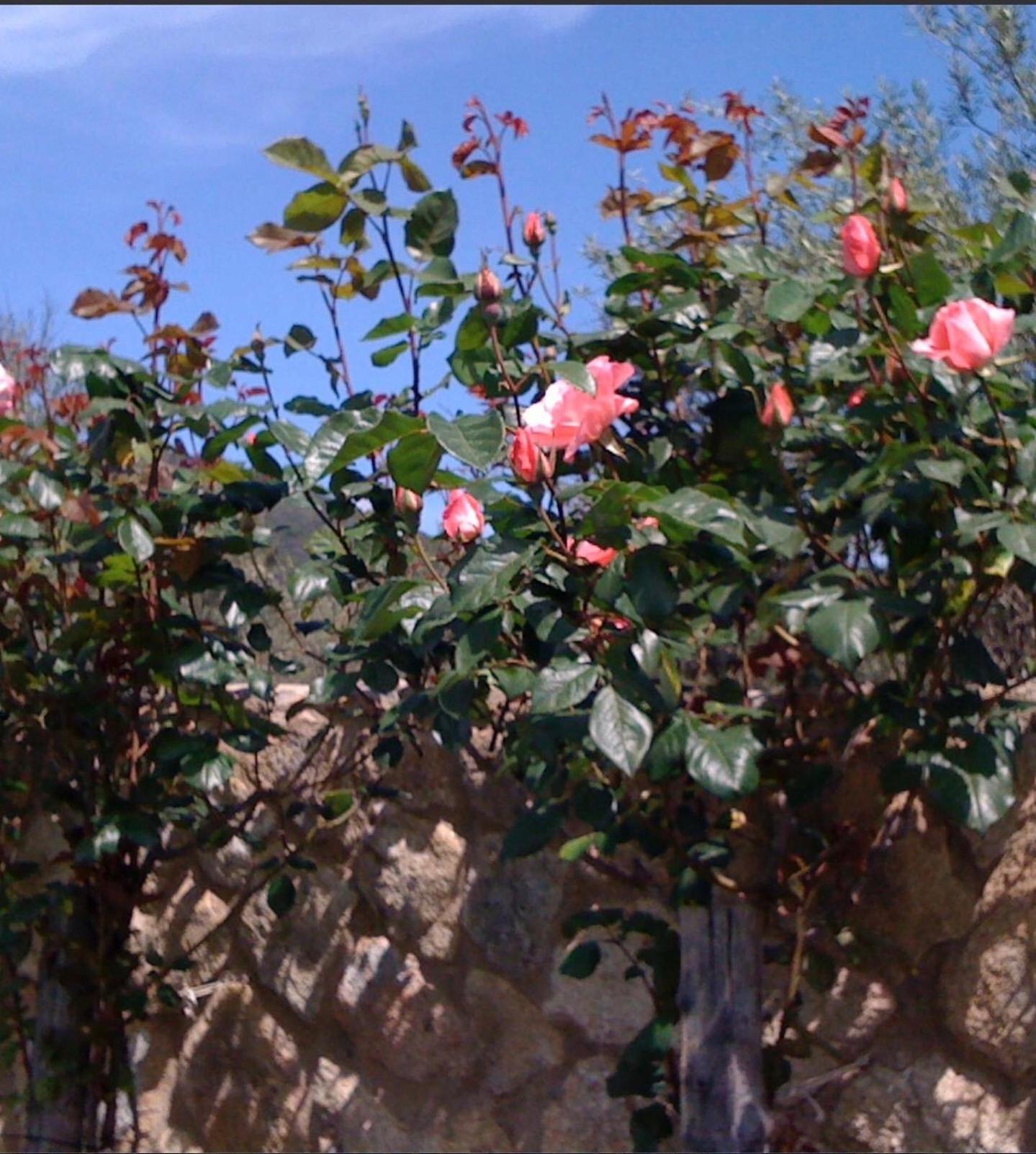 Finca Vergel Gata Bagian luar foto